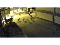 Sürü halindeki köpeklerden korkan kedi, pencere demirine tırmandı