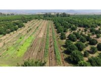Kozan’da bamya hasadı başladı, tarlada kilosu 150 TL