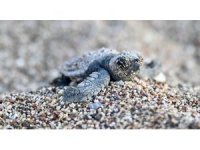 Antalya’da caretta caretta yavruları denizle buluştu