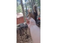 Osmaniye’de vatandaşın eliyle beslediği sincap ilgi odağı oldu