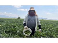 Bamyanın başkenti Osmaniye’de hasat başladı