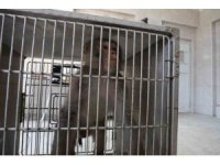 Firari maymun, ortalığı birbirine kattığı konteyner kentte kendisine ekmek vermek isteyen kadını yaraladı