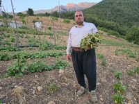 Çekirgeler üreticinin kabusu oldu