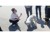 Mahsur kalan köpeğin sesini sadece o duydu, kurtarıldığında gözyaşlarına boğuldu