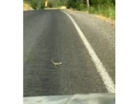 Kahramanmaraş’ta bukalemuna yol veren sürücü güldürdü