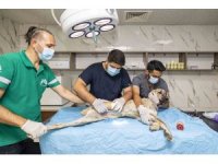 Mersin Büyükşehir Belediyesi yaralı sokak hayvanlarına umut oluyor