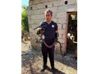 Hatay’da yerleşim alanlarına giren yılanlar yakalandı