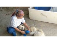 Çoban köpeğini tüfekle vurup sakat bıraktılar