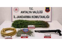 Alanya’da 120 kök kenevir ele geçirildi
