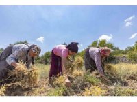 Atalık tohum desteğiyle nohut üretimi yeniden canlanıyor