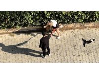 Ağızlıksız gezdirilen Pitbull kediyi parçaladı: Sahibi ’polisi aramayın’ diye yalvardı