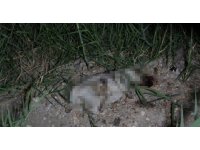 ATV aracın çarptığı yavru köpeğin taşla öldürüldüğü iddiası ortalığı karıştırdı