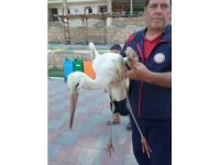 Reyhanlı’da yaralı leylek ekipler tarafından kurtarıldı
