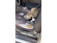 Otomobilin içinde yavruladı