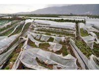 Antalya’da üreticilere 1 yılda 657 bin 400 metrekare sera naylonu hibe edildi