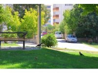 Kahramanmaraş’ta kargalar parkı mesken tuttu
