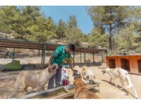 Mersin’de 3 bin 295 kedi ve köpek yeni yuvasına kavuştu