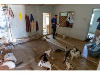 Mersin’de ‘çöp ev’ ihbarından yaklaşık 100 kedi çıktı