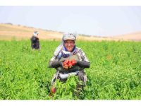 Kahramanmaraş’ta salçalık biber hasadı başladı