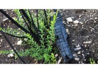 Sütçüler’de küle dönen orman yeşillenmeye başladı