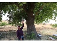 Kahramanmaraş’ta 300 yıllık kavak ağacı