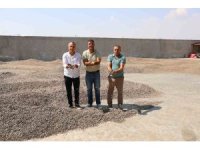 Kahramanmaraş’ta ay çekirdeği hasadı