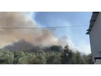 Aksu’da ormanlık ve zeytinlik alanda yangın