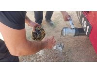 Alevlerden korunmak için kendini toprağa gömmeye çalışan kaplumbağayı ekipler kurtardı