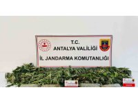Alanya’da uyuşturucu operasyonunda 24 kök kenevir ve 2 kilo 642 gram esrar ele geçirildi