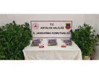 Gazipaşa’da 146 kök kenevir ve 1 kilo 150 gram esrar ele geçirildi