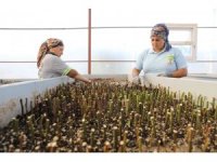 Yüreğir Belediyesi ihtiyacı olan fidan ve çiçekleri kendi üretiyor