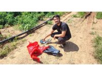 Salçalık biberi önce hırsızlar hasat etti
