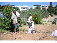 Mersin’de üreticilere 10 bin enginar yumrusu desteği