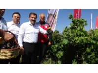 Bereketin yaşandığı üzümde bağ bozumu başladı, 85 bin ton rekolte bekleniyor