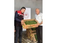 Burdur’da üreticilere 164 bin 500 marul fidesi dağıtıldı