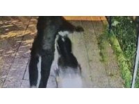 Evinin avlusundaki motosikleti çalınan vatandaşın 4 ay içerisinde ikinci kez motosikleti çalındı