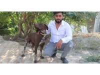 Adana’da köpeğe sopayla şiddet güvenlik kamerasında