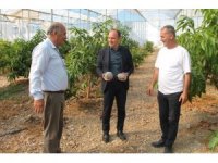 Erzin’de avokado ve mango üretimi yapılan seralar ekonomiye katkı sağlıyor