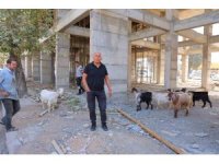 Başıboş gezen 9 keçiyi esnaf buldu, sahibi aranıyor
