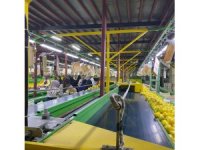 Yurt dışına satılan limonda pestisit kontrolleri sürüyor