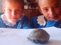 Yavru kaplumbağaya öğretmen ve öğrenciler sahip çıktı