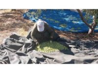 Mersin’de zeytin hasadı başladı: Bahçede 10 ile 60 TL arasında