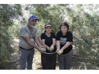 Mersin’de dağıtılan zeytin fidanları ürün verdi