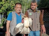 Yaralı kartal tedavi altına alındı