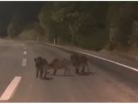 Kahramanmaraş’ta yolda domuz sürüsü