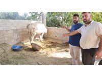 Kırıkhan Özkızılkaya’da ağızdan köpük gelmesiyle başlayan şap hastalığında hayvanlar telef oldu