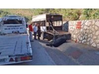 Mersin’de kamyonetten düşen büyükbaş hayvan bayıltılarak götürüldü
