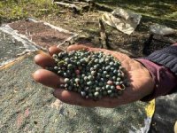 Meyvesi 300, yağı bin 200 liradan satılıyor; posası bile değerlendiriliyor