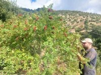 Kahramanmaraş’ta sumak hasadı