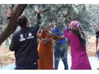 HBB’den zeytin üreticilerine mesleki eğitim desteği